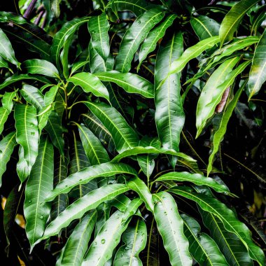 Mango ağacının yapraklarından. Seçici odak.