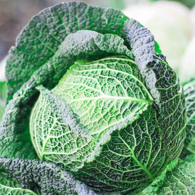 Bahçede lahana yetişiyor. Tarım. İnsanlar için sağlıklı ve sağlıklı yiyecekler. Seçici odak