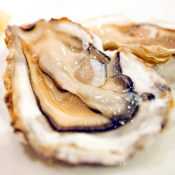 Verse Oesters Close Een Schotel Geserveerd Met Oesters Citroen Ijs — Stockfoto