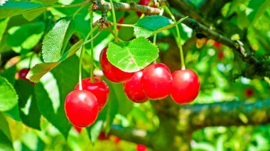 Ağaç dalında yaprak ve yapraklarla olgunlaşmış kiraz. Büyük bir kırmızı dut koleksiyonu. Olgun bir zemin. Seçici odak