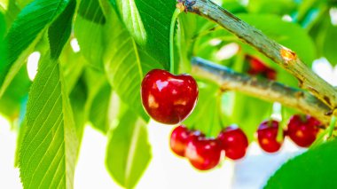 Ağaç dalında yaprak ve yapraklarla olgunlaşmış kiraz. Büyük bir kırmızı dut koleksiyonu. Olgun bir zemin. Seçici odak