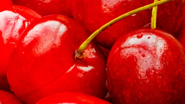 Cereza Madura Con Tallos Hojas Gran Colección Bayas Rojas Fondo — Foto de Stock