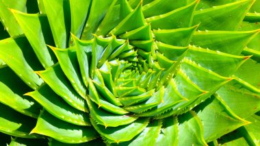 Aloe Vera, bir çiftlik bahçesinde taze bir yaprak doğal arka plan ışığı, kozmetik malzemeleri için. seçici odak