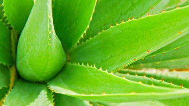 Aloe Vera, bir çiftlik bahçesinde taze bir yaprak doğal arka plan ışığı, kozmetik malzemeleri için. seçici odak