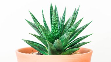 Aloe Vera, bir çiftlik bahçesinde taze bir yaprak doğal arka plan ışığı, kozmetik malzemeleri için. seçici odak
