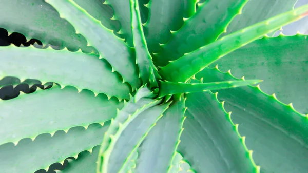 Aloe Vera, bir çiftlik bahçesinde taze bir yaprak doğal arka plan ışığı, kozmetik malzemeleri için. seçici odak