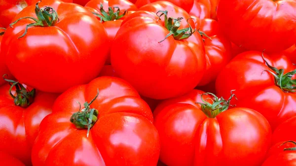 Hermosos Tomates Rojos Maduros Herederos Cultivados Invernadero Jardinería Foto Con —  Fotos de Stock