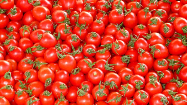 Hermosos Tomates Rojos Maduros Herederos Cultivados Invernadero Jardinería Foto Con — Foto de Stock