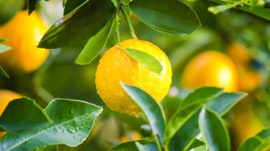Doğada yetişen yapraklı taze limon. Seçici odak