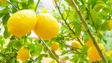 Doğada yetişen yapraklı taze limon. Seçici odak