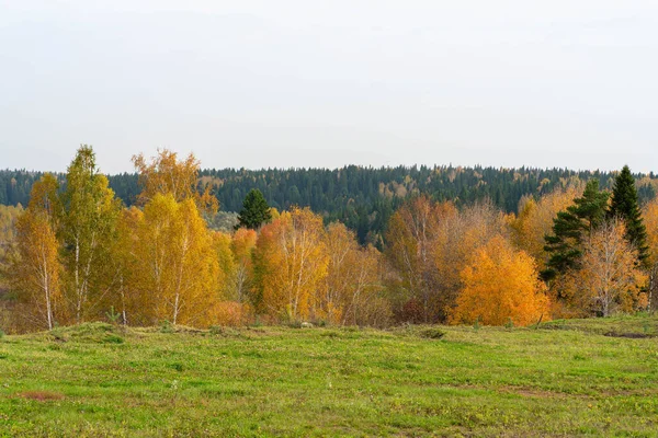 Herfst Bos Natuur Heldere Ochtend Een Kleurrijk Bos Met Zonnestralen — Stockfoto