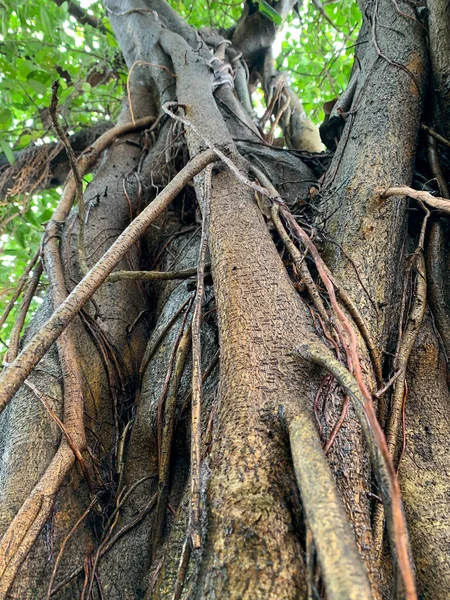 Figa Olbrzymia Brodaty Figa Krótkolistna Lub Banyantree Ficus Citrifolia Zbliżenie — Zdjęcie stockowe