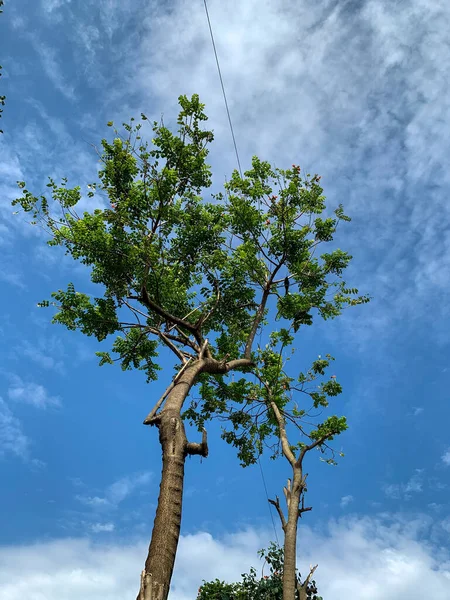 Blå Himmel Och Vita Moln Ovanför Gröna Träd — Stockfoto