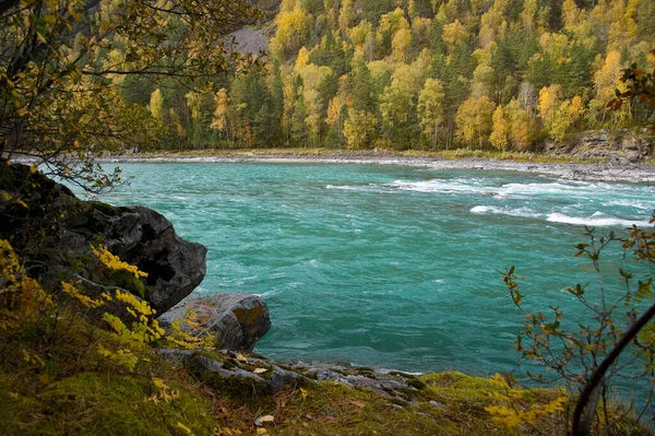 Katun river in autumn - turquoise color, Altai.