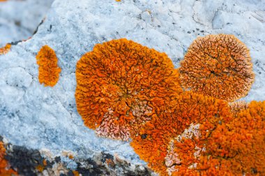 Taş kuvars üzerinde Lichens, Baykal Gölü.