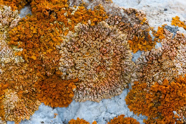 Taş kuvars üzerinde Lichens, Baykal Gölü.