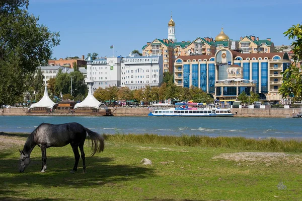 Rostov-on-Don - Don nehrinin kıyısında otlayan bir at. 