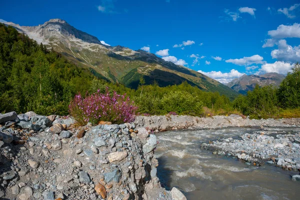 Домбей Алібек Гірський Краєвид Квітами Річкою — стокове фото