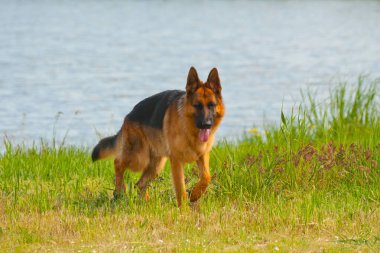 Shepherd gölün kıyısında.