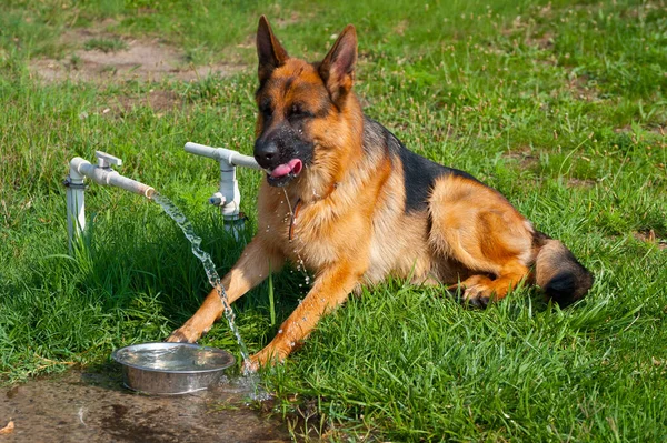 Fårhund Dricker Vatten Värmen — Stockfoto