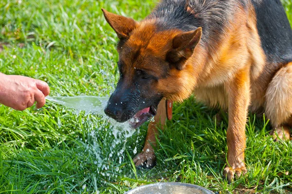 Fårhund Dricker Vatten Värmen — Stockfoto