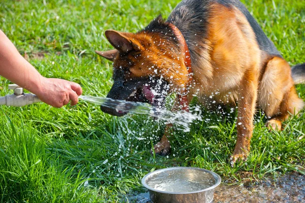 Fårhund Dricker Vatten Värmen — Stockfoto