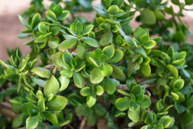 Yazın bahçedeki yeşil Crassula ovata 'nın doğa görüntüsü. Doğal arkaplan bulanıklığı veya duvar kağıdı. 