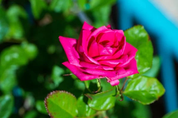 Rose on blurred background. Green life style romance in the home gardening. Red roses bush branch in close up view. Romantic scene with red flowering blossoms with green blurred background in garden.