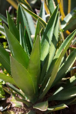 Bulanık arkaplan Aloe vera, İçindekiler yeşil Aloe vera bitki yaprakları, Aloe vera Macro Yaprak Taze tropikal arka plan Omurgası