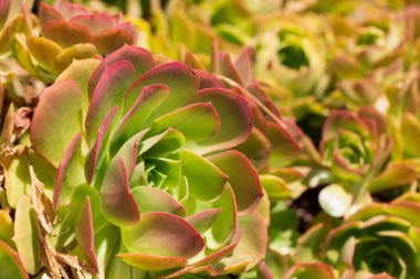 Aeonium Balerin Sulu bitkiler grubu, yukarıdan. Doğal arkaplan bulanıklığı veya duvar kağıdı.