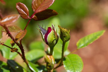 Bulanık arka planda Rose. Bahçe işlerinde yeşil yaşam tarzı romantizm. Kırmızı güllerin dalları yakın planda. Bahçede yeşil arka planı bulanık kırmızı çiçekli romantik bir sahne..