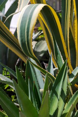 Bulanık arkaplan Aloe vera, İçindekiler yeşil Aloe vera bitki yaprakları, Aloe vera Macro Yaprak Taze tropikal arka plan Omurgası