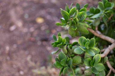 Yazın bahçedeki yeşil Crassula ovata 'nın doğa görüntüsü. Doğal arkaplan bulanıklığı veya duvar kağıdı. 
