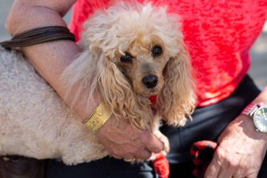 Mutlu kadın kıvırcık, komik kanişi kucaklıyor. Güzel köpek yavrusu oyuncak kaniş ellerindeydi. Bir kızın evcil hayvan sevgisi. Şirin kahverengi bir kanişin genç kadınıyla portresi..