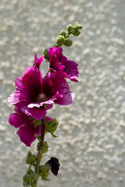 花园里开满鲜花 背景绿油油的 — 图库照片