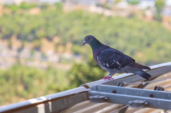 Duif Zittend Een Balkon Leuning Een Stad Wazige Achtergrond — Stockfoto