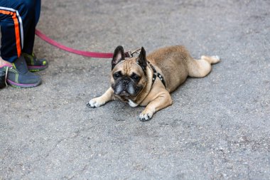 Adam ve güzel köpeği buldog yavruları COVID-19 tecrit karantinası sırasında şehirde dolaşıyorlar. Koronavirüs salgını sırasında güvenle yürüyen insanlar.