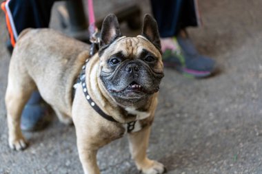 Adam ve güzel köpeği buldog yavruları COVID-19 tecrit karantinası sırasında şehirde dolaşıyorlar. Koronavirüs salgını sırasında güvenle yürüyen insanlar.