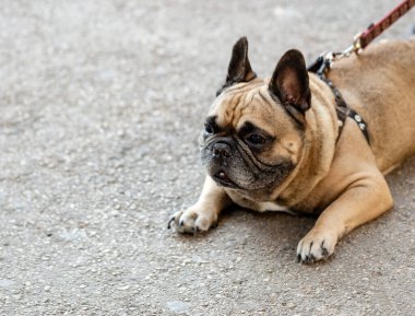 Adam ve güzel köpeği buldog yavruları COVID-19 tecrit karantinası sırasında şehirde dolaşıyorlar. Koronavirüs salgını sırasında güvenle yürüyen insanlar.