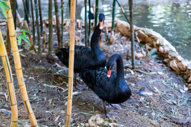 Gölün yanında iki romantik siyah kuğu.