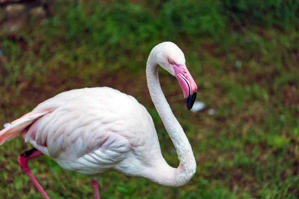 Růžové Flamingo Pláži — Stock fotografie