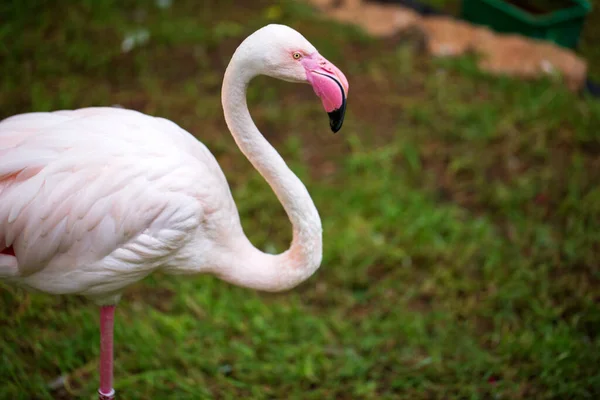 Růžové Flamingo Pláži — Stock fotografie