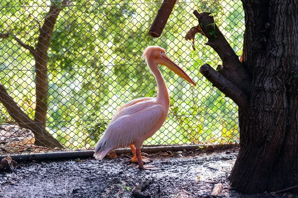 Güzel Pembe Büyük Beyaz Pelikan Pelecanus Onocrotalus — Stok fotoğraf