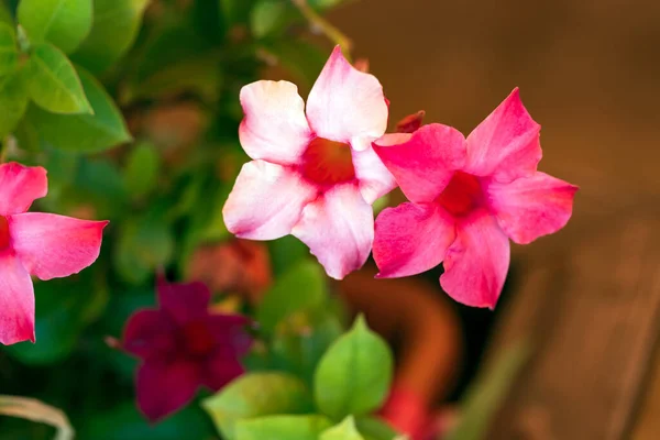 Fotos de Colorful petunia plants de stock, Colorful petunia plants 