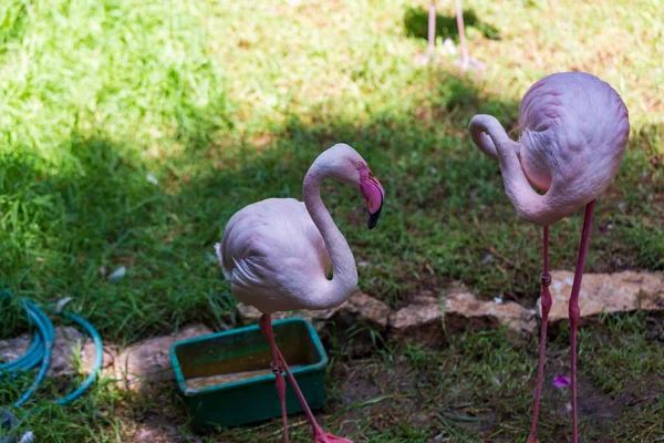 Рожевий Фламінго Зоопарку — стокове фото