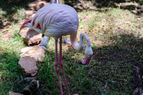 濃い緑色の背景に芝生の上に立つピンクのフラミンゴの鳥のプロフィール ピンクのフラミンゴのクローズアップ — ストック写真