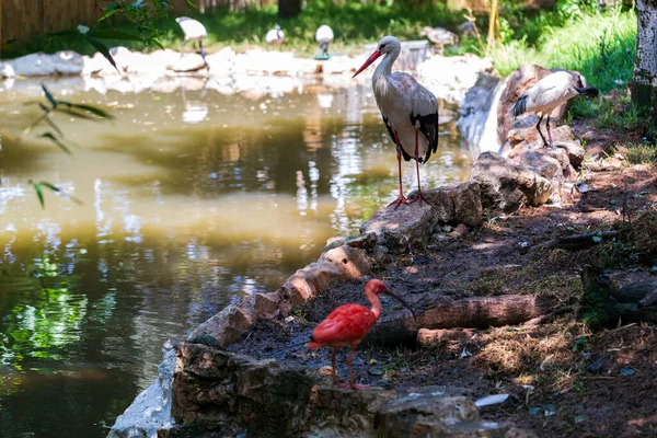 野生動物を閉じる コウノトリは川に沿って歩いて何か食べるものを探しています フィールドの浅い深さ — ストック写真