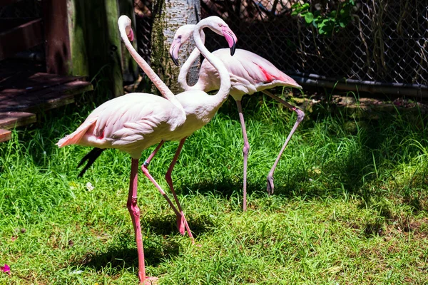 鳥の群れピンクのフラミンゴが草の中を歩いています — ストック写真