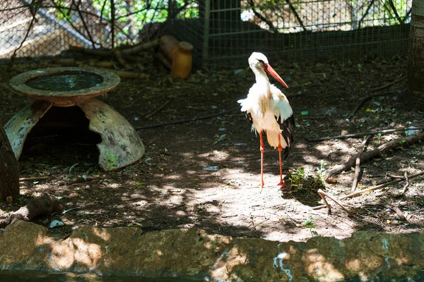 野生動物を閉じる コウノトリは川に沿って歩いて何か食べるものを探しています フィールドの浅い深さ — ストック写真