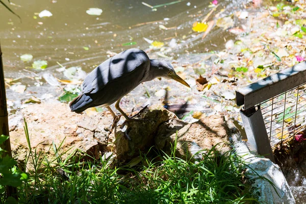 Exotický Pták Volavka Šedá Ardea Cinerea Sedící Řeky — Stock fotografie